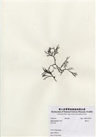 藏品(鐵釘菜)的圖片